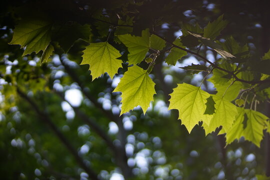 Backlit plane tree leaves