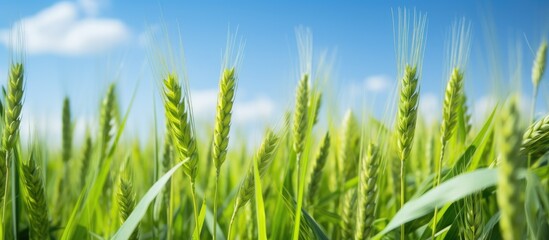 A detailed view of a field of green wheat spikes with a shallow depth of field, against a vibrant blue sky in the background on a clear day.