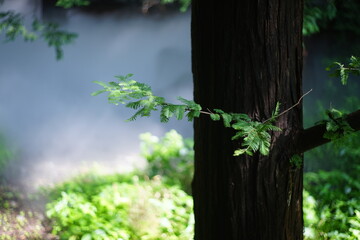 Pine forest and pine leaves in the mist