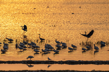 migratory birds scene in sunset lake