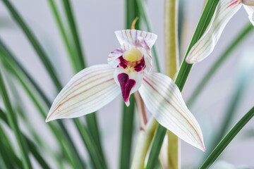 elegant orchid closeup