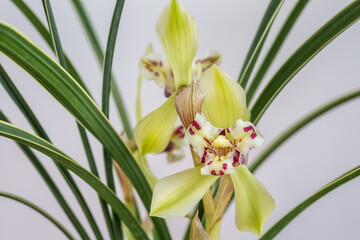 beautiful spring orchid closeup