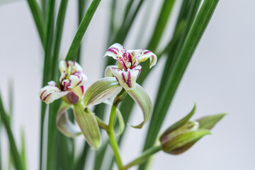 Chinese orchid closeup