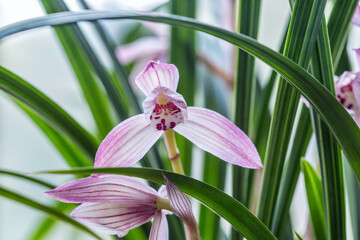 pink orchid closeup in spring