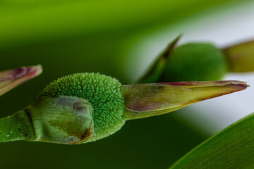Obraz premium close-up of grass bud with out of focus background