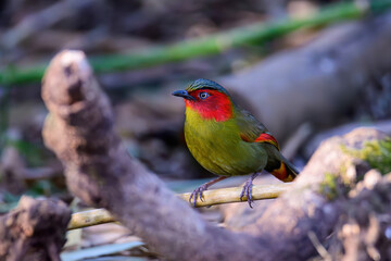 Scarlet-faced Liocichla - Liocichla ripponi is a bird in the Leiothrichidae family on branch live in nature.