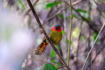 Scarlet-faced Liocichla - Liocichla ripponi is a bird in the Leiothrichidae family on branch live in nature.
