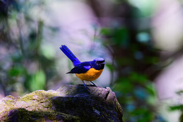 Male of Rufous-bellied Niltava live in tropical forest.