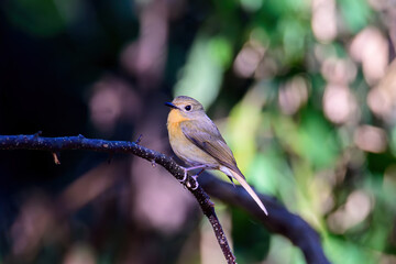Female of Slaty Blue Flycatcher or Slaty-backed flycatcher (Ficedula tricolor) the beautiful brown bird. Birds live in tropical forest.