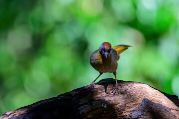 Silver-eared Laughingthrush(Trochalopteron melanostigma) foraging and pery live in nature.
