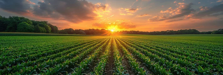 Crédence de cuisine en verre imprimé Prairie, marais Agriculture, Green field with young corn at sunset.