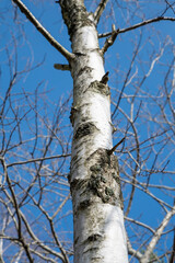 Birch tree trunk. Betula Tree bark close up. Detail.