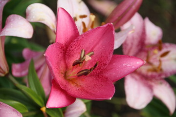 pink lily flower, U of A Botanic Gardens, Devon, Alberta