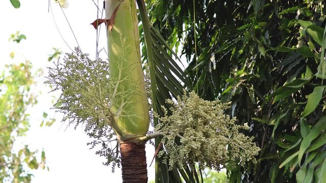 Palm Tree Blooming Cycle