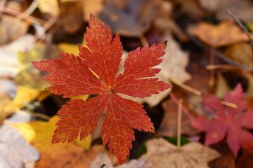 red autumn leaves