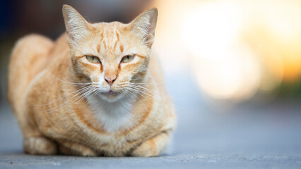 Cute cat sitting on the floor, selective focus on its eye