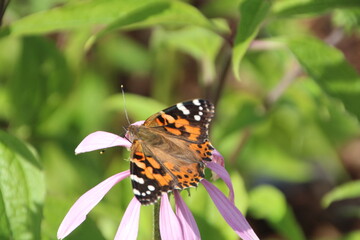 butterfly on flower, U of A Botanic Gardens, Devon, Alberta