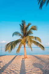 Beach and coconut trees on the island