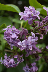 Purple petals on lilac flowers on a tree in Potzbach, Germany on a spring day.