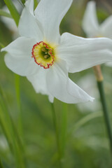 White petals on a daffodil flower in green grass on a spring day at a park in Potzbach, Germany.
