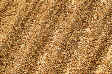 Close up of coffee beans drying in the sun              