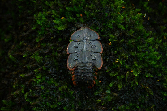 close up shot of prehistoric trilobite beetle, copper tip trilobite beetle platerodrilus ruficollis, found on green moss over forest floor in West Java Indonesia