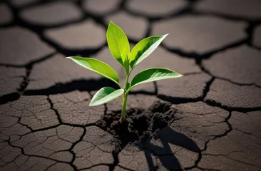 Foto op Canvas A sprout poking out of the cracks of the withered earth embodies the strength and struggle of plant life in drought conditions. © Катерина Решетникова