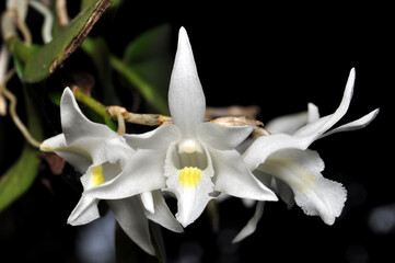 Nature white Dendrobium crumenatum or pigeon orchid in garden