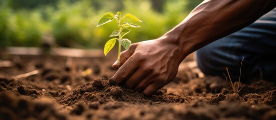 A male farmer is kneeling down in a vegetable plot, holding a tree seedling in his hand to plant. The soil around him is tilled and ready for planting.