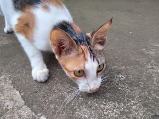 cute cat looking the target