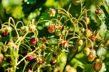 sweet strawberries in the garden