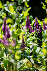 veronica flowers in the garden