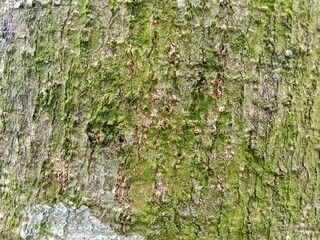 Close up of bark surface.