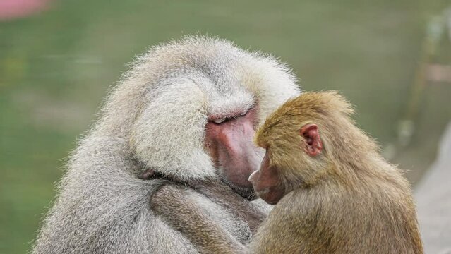 Macaque assisting other monkey to clean fleas from fur. 