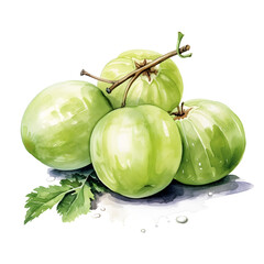 Hand drawn watercolor gooseberry with green leaves isolated on white and transparent background