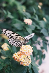 A Butterfly with Flowers、多摩動物公園昆虫館の蝶々