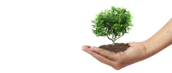 Hand plant trees for sustainability - 755340321