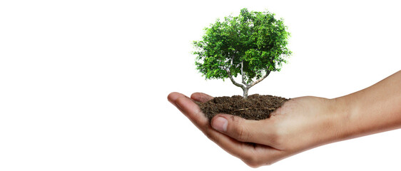 Hand plant trees for sustainability - 755340355