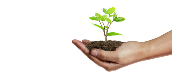 Hand plant trees for sustainability - 755340357