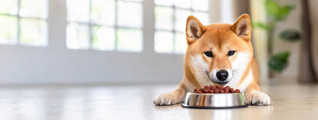 Shiba Inu eating dog food indoors in a prone position.