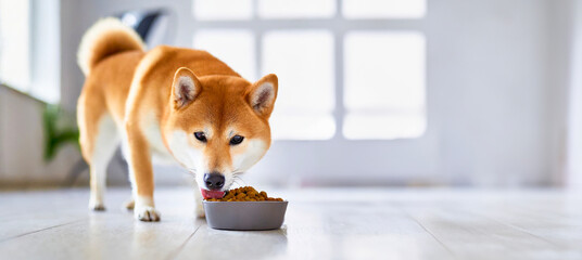 Obraz na płótnie Canvas A standing Shiba Inu deliciously eating dog food indoors.