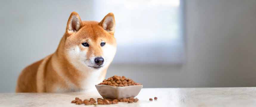 Shiba Inu staring at dog food on the table with a sad face.