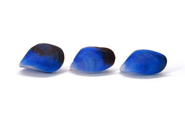 Blue mussels isolated on white background. Beautiful Thai Blue Mussels seashell (Septifer bilocularis) extremely rare sea shell from Phuket Thailand