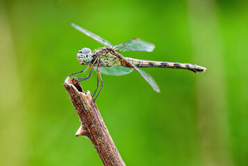green dragonfly on a branch