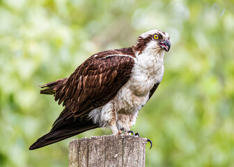 Oxprey perched on a post on green bacground