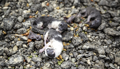 Newborn cats on the street