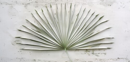 Tropical Palm Leaf Fan Spread on White Background