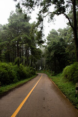 Obraz premium Trees and plants of Thailand's rainforest in the hazy weather, the woods are covered by fog, Chiangrai, Thailand