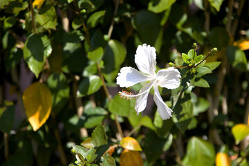 Lone White Hibiscus Flower