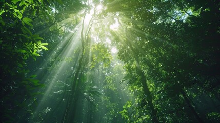 Fototapeta na wymiar Streamed sunlight pours through the forest canopy.